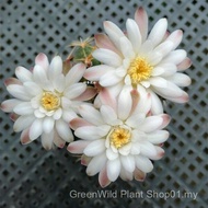 Sg Real Life Cactus Green Shaking Bedroom Flower Four Seasons Office Radiation Protection Green Plan