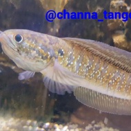 channa asiatica rsws 17-20cm real pict