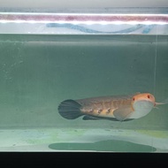Chana Maru YS warna cantik 40cm±