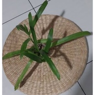 Rumput Siti Khadijah/Rumput Beijing/Angel Grass/Murdannia Loriformis