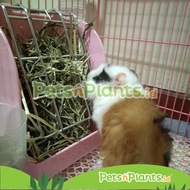 PnP HAY LOFT - Timothy Hay Rack - Chinchilla Guinea Pig Rabbit Feeder & Grass