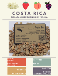 พร้อมส่ง เมล็ดกาแฟดิบ Costa Rica Tarrazu Mirazu (Geisha blend) Raisin Honey process/ เมล็ดกาแฟนอก/ เ