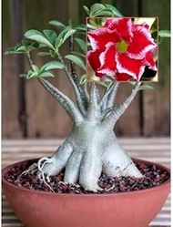 (Adenium obesum) Popular Spring Plants - Mixed Color Plants - Desert Rose Real Plant:Package Contati