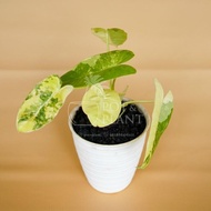 Philodendron Burle Marx Variegated / Brekele Variegata - House Plant