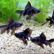 Ikan Hias Koki Buldog 5 ekor