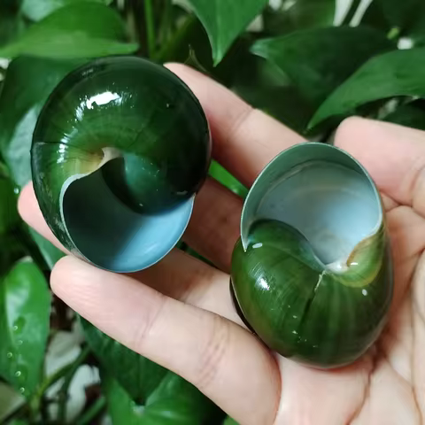 Green Jade Snail Natural Dyakiidae Snails Shell Specimen Collection Fish Tank Landscaping Aquarium D