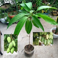 Mango tree (Kalabaw) with FREE fertilizer