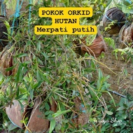 Pokok orkid hutan bunga merpati putih (sedia dalam kelapa)