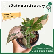 เงินไหลมาด่างชมพู มาในกระถางพร้อมตั้ง Syngonium pink splash