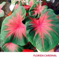 FLORIDA CARDINAL Keladi MURAH UBI Caladium BUDGET Bulb USA Thai Thailand ANYA ANYA