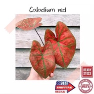 (GG real plant) caladium red ^ pokok keladi viral hidup hiasan rumah green spider kebun bunga live indoor houseplant 1