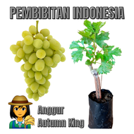 Bibit Anggur Import Autumn King || Bibit Anggur Autumn King || Anggur Autumn King