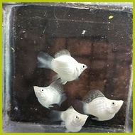 ∇ ✿ Aquatic Stem plant Red Rubin for PKBM and Lemonade Ninja balloon molly