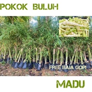 Pokok buluh madu thailand / Buluh madu thai murah / Pokok rebung buluh madu manis