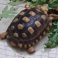 sulcata dewasa lebih kurang 25cm