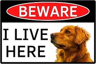Beware of Dog Aluminum Sign - Golden Retriever - 8"x12" - 1 Piece