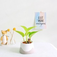 室內植物好種首選 / 黃金葛 • 灰白山稜水泥盆栽