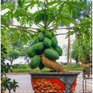 Biji benih BETIK PANJANG long THAILAND / Super dwarf manis sweet papaya seed