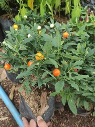 TOMAT KRISMIL / JERUSALEM CHERRY