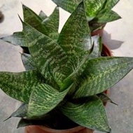 pokok lidah jin/ lidah mertua