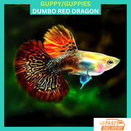 RFA High Grade Dumbo Red Dragon Guppy Ikan Hidup Guppy