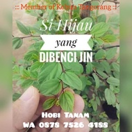 Bibit Pohon Bidara Arab Sidr. Bukan Apel India