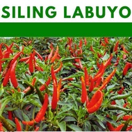 SILI LABUYO seeds Pinatubo F1 vegetables repacked seeds gardening