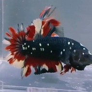 ikan cupang plakat avatar 