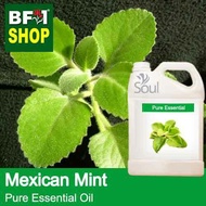 Pure Essential Oil (EO) - Mint - Mexican Mint ( Plectranthus Socotranum ) Essential Oil - 5L