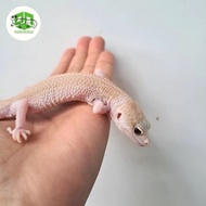 leopard gecko super snow raptor pied cute