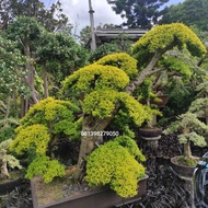 DISKON Tanaman Hias Legistrum - Bonsai Legistrum Murah