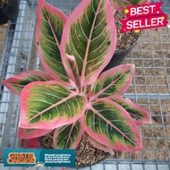 Promoo!! Anakan Aglonema lotus original ( Bisa COD )