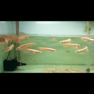 ikan arwana silver albino