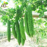 AMPALAYA LONG Seeds/Long Green Ampalaya Vegetable Seeds/ Seeds For Planting(10Pcs/Pack)