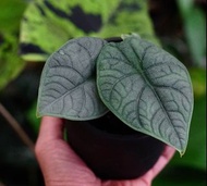 Alocasia ‘Melo’