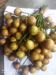 BUAH MENTENG/ KAMENTENG / BENCOY SUDAH MATANG