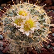 Golden Rosa Real Succulent Cactus Four Seasons Plant Balcony Cactus Potted Plant Radiation Resistant