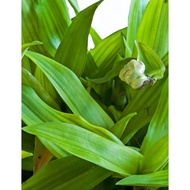 ANAK POKOK RUMPUT BEIJING • RUMPUT SITI KHADIJAH • Beijing’s Grass 🌿 1 PASU