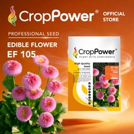 (5 GRAM) Benih Bunga Daisi Pink Bloomii 贝莉莉 EF105 CROP POWER F1 HYBRID Pink Bellis Perennis Edible F