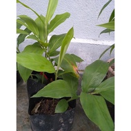 Anak Pokok Bonglai , kunyit bonglai@kunyit terus