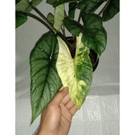 tanaman alocasia Bisma silver spesial var real pic