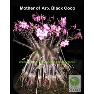 Adenium 富贵花 Arabicum Black Coco  (5/10 Seeds-Benih-种子). Thailand origin. Ready stock in Msia. Benih Bunga Kemboja