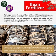 Bean Fertilizer for Bonsai 饼肥