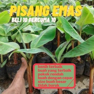 READY STOCK ANAK PISANG EMAS BENIH TERBAIK.DAN BERKUALITI TONGGI