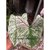 caladium white christmas