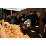 Rice Bran/Dedak Padi 20KG
