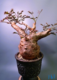 索馬里小葉葡萄	Cyphostemma betiforme/ 塊根植物 Caudex / 另售象牙宮、龜甲龍、索馬里葡萄甕、念珠橄欖