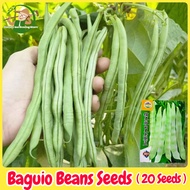 เมล็ดพันธุ์ ถั่วแขก สีเขียว F1 (Green Bush Bean Seeds) 20 เมล็ด Kidney Beans Snap Beans French Bean Organic Vegetable Seeds for Planting  เมล็ดพันธุ์ผัก เมล็ดพันธุ์แท้ OP ผักสวนครัว ผักออร์แกนิก พันธุ์ผัก เมล็ดผัก เมล็ดพันธุ์พืช ปลูกได้ตลอดปี ปลูกง่าย