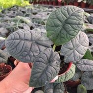 TKL - AlocasiaMelo/CucullataCrinklesKaripap/Azlanii/ReversaHannah/Stingray/Sarian哈密瓜/黃貂魚/蕾丝海芋/萨利安