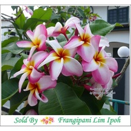 Frangipani / Plumeria – “ Ladyfruit Hybrid “ ( 2 Fresh Cuttings)